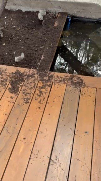 Chicken on deck with destroyed plants and garden damage