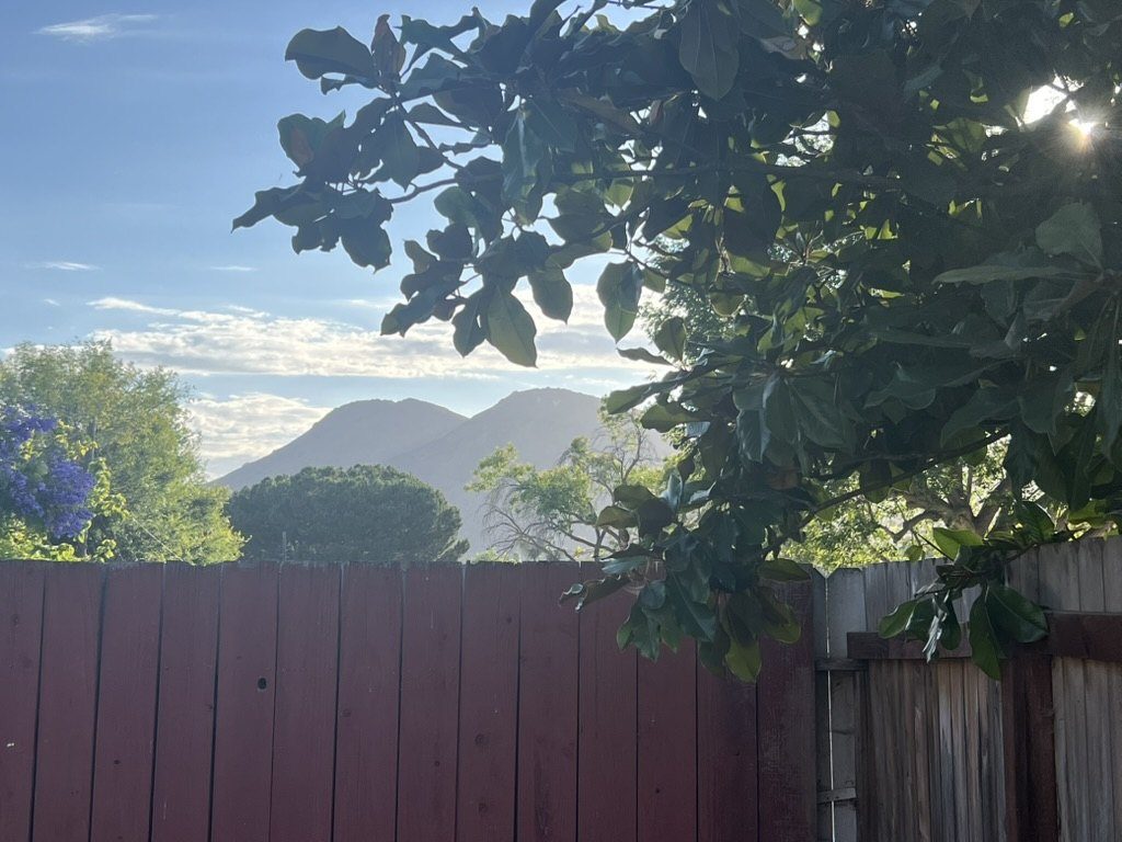 Neighbor's magnolia tree and mountain backdrop framing the dojo space